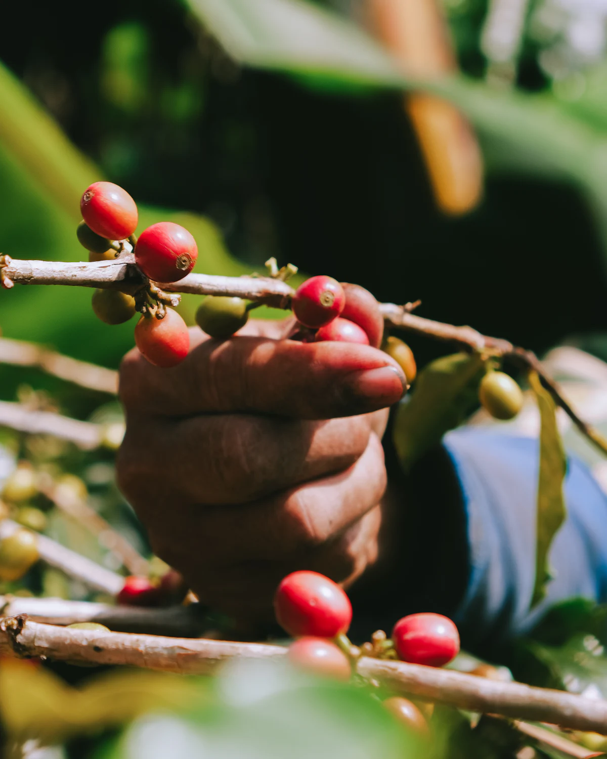 Hands picking ripe red coffee cherries from a branch